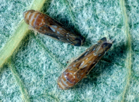 Samec in samica ameriškega škržatka (Scaphoideus titanus)