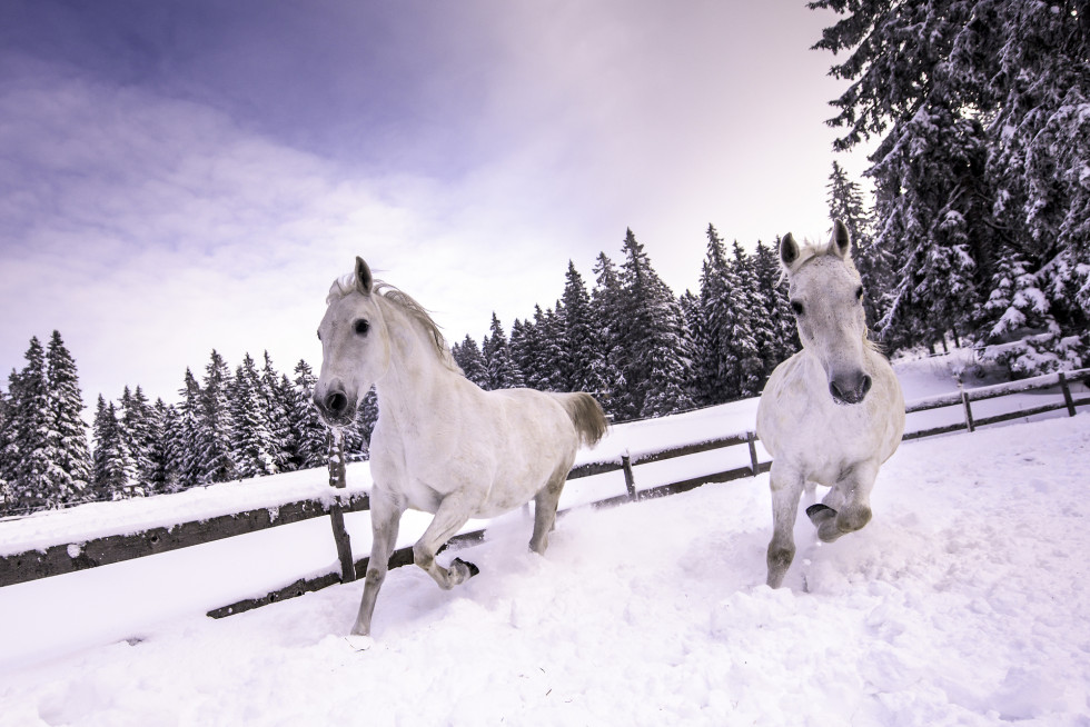 Lipicanca, ki dirjata v snegu