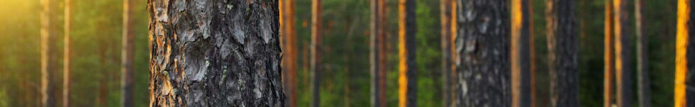 Transnacionalni javni razpis ForestValue v 2021 1 V ForestValue 2. javnem transnacionalnem razpisu “ForestValue Joint call for research proposals in 2021” za raziskovalne projekte na področju gozdno-lesne vrednostne verige sodeluje 15 ministrstev, agencij in organizacij iz 10 držav, ki sofinancirajo raziskovalno in inovacijsko dejavnost. Razpis je enostopenjski, rok za oddajo prijav je 13. april 2021 do 13. ure (CEST). Osnovna