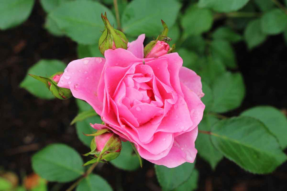 Temno rožnati cvet vrtnice, obdan z njenimi temnozelenimi listi.