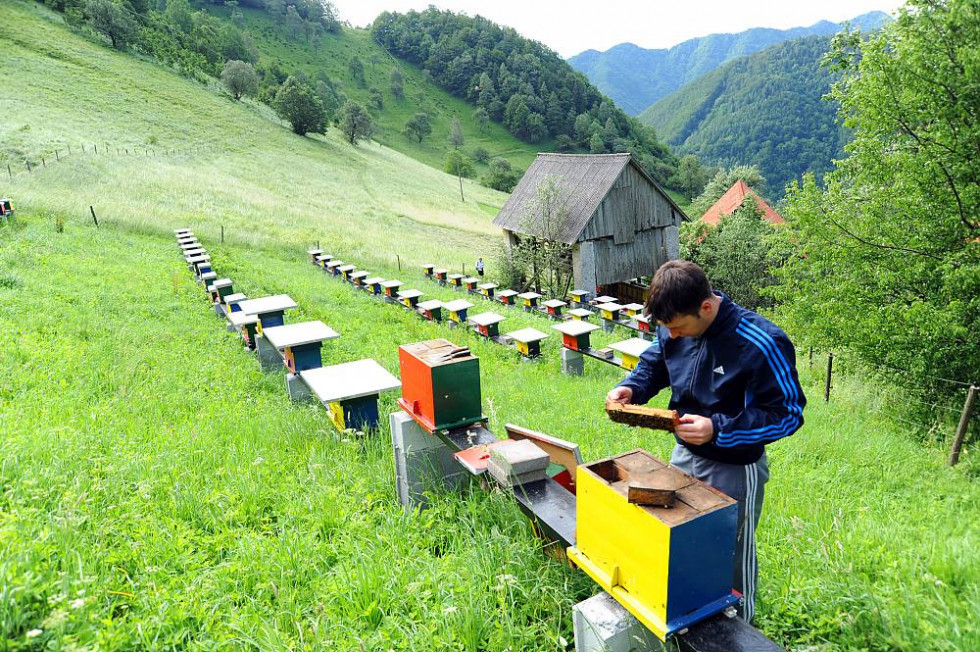 Breeding station for queen bees beneath Mount Rodica