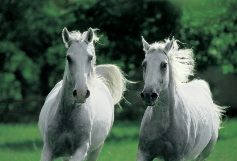 Lipizzan horse breeding traditions inscribed on the UNESCO Representative List of Intangible Cultural Heritage of Humanity