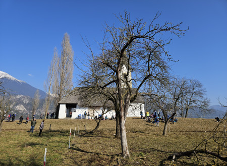 Stara hiša v daljavi, nad njo modro nebo, v ospredju stara jablana