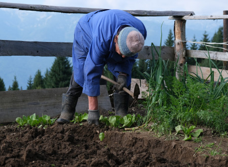 Starejši gospod se sklanja in sadi sadike solate na svojem vrtu, ograjenem z leseno ograjo