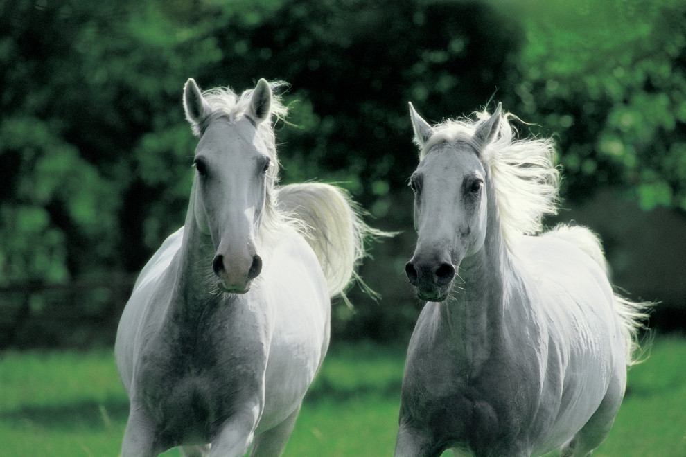 Lipizzaner in the dirt