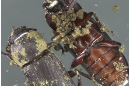 Kaj so entomopatogene glive?