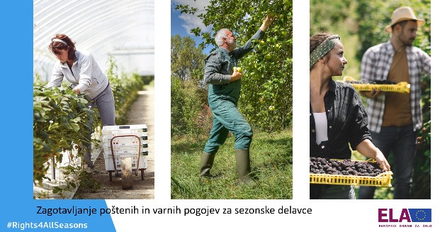 Sezonski delavci pri pobiranju pridelkov