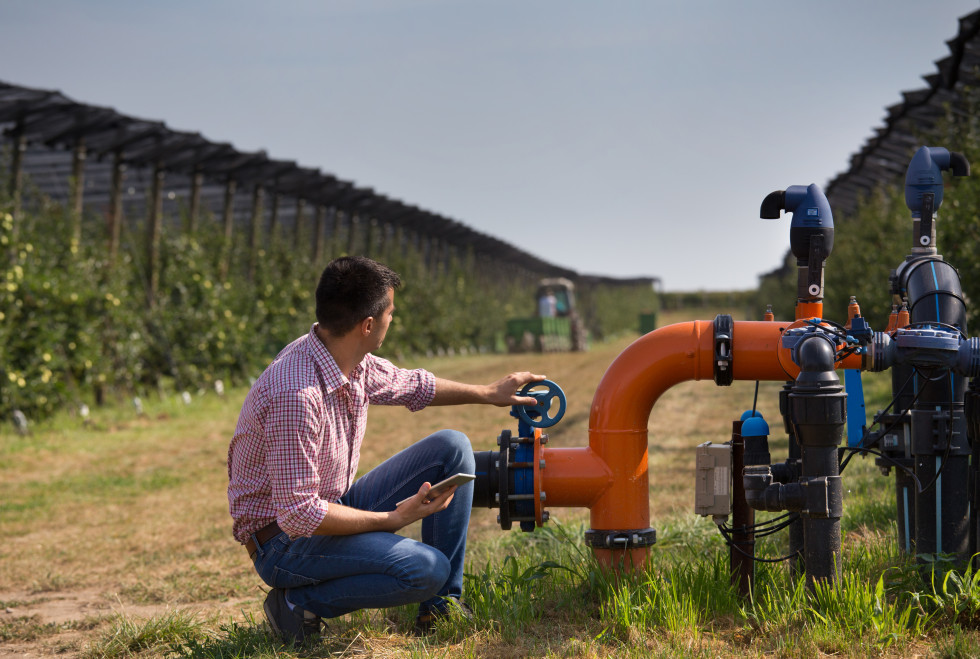 Moški na polju čepi ob vodovodni cevi in odpira vodo za namakalni sistem