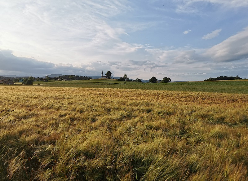 Žitno polje v ozadju ruralno okolje, gozd, hribi