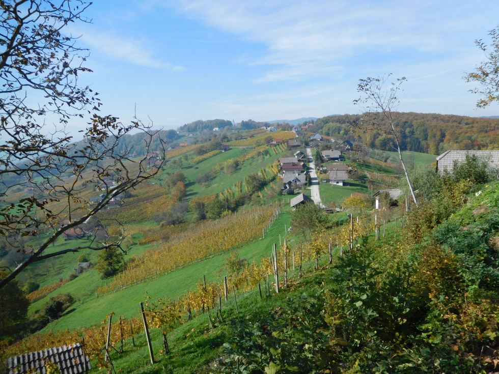 Gričevnata pokrajina na Dolenjskem