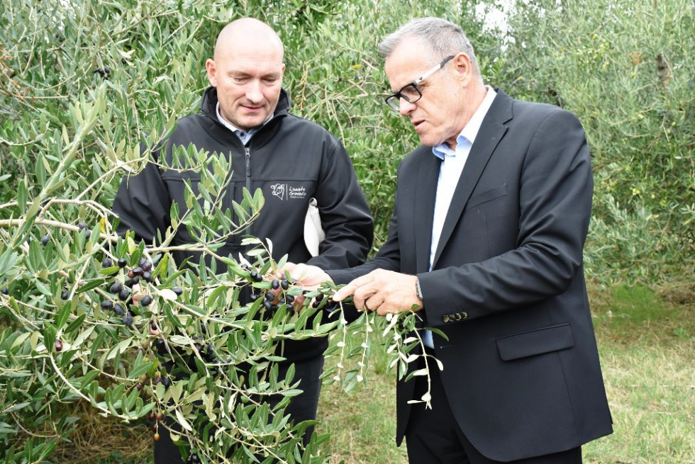 Minister in župan obirata oljke. 