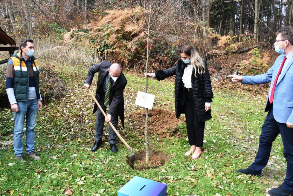 Minister Podgoršek planting a linden tree 