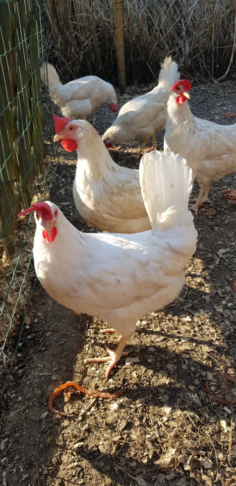 Bele kokoši na dvorišču za ograjo
