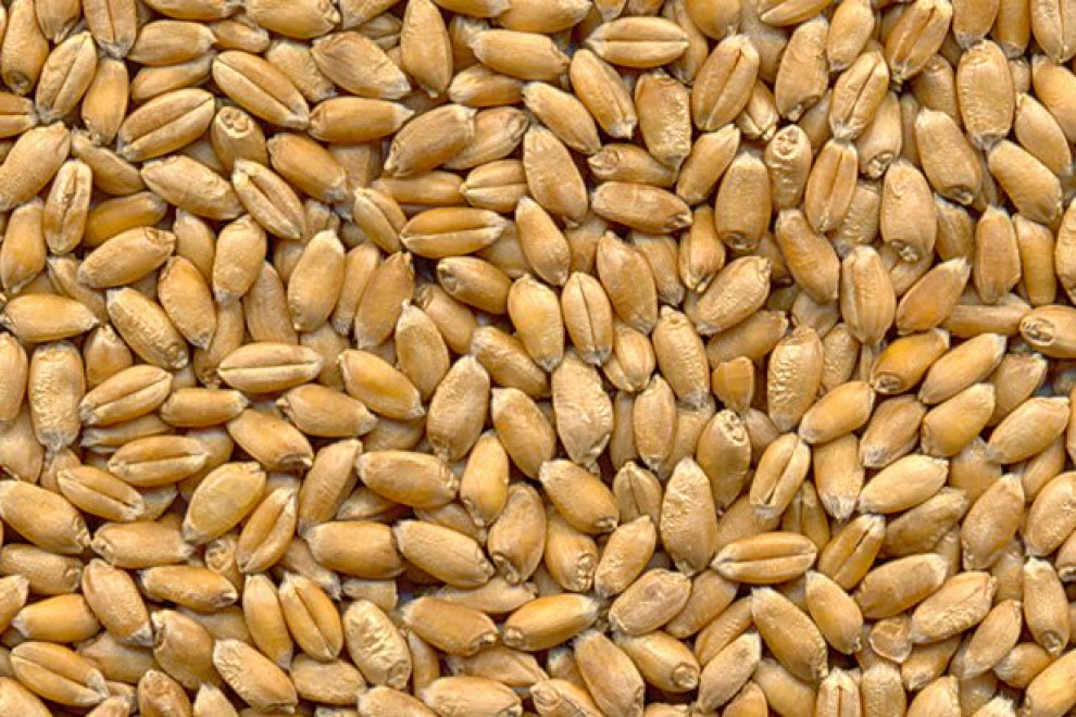 Slika semen pšenice