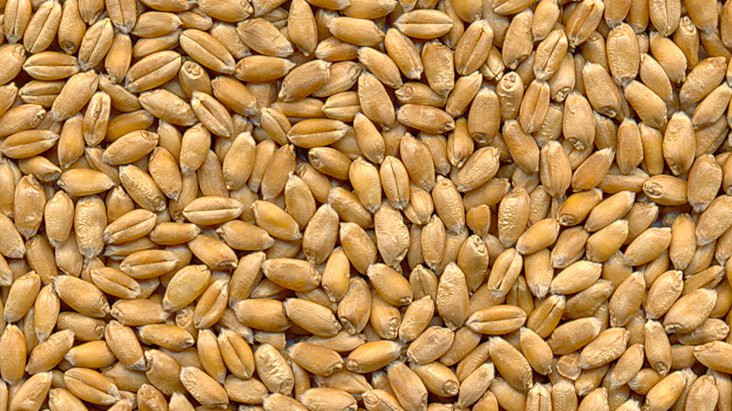 Slika semen pšenice