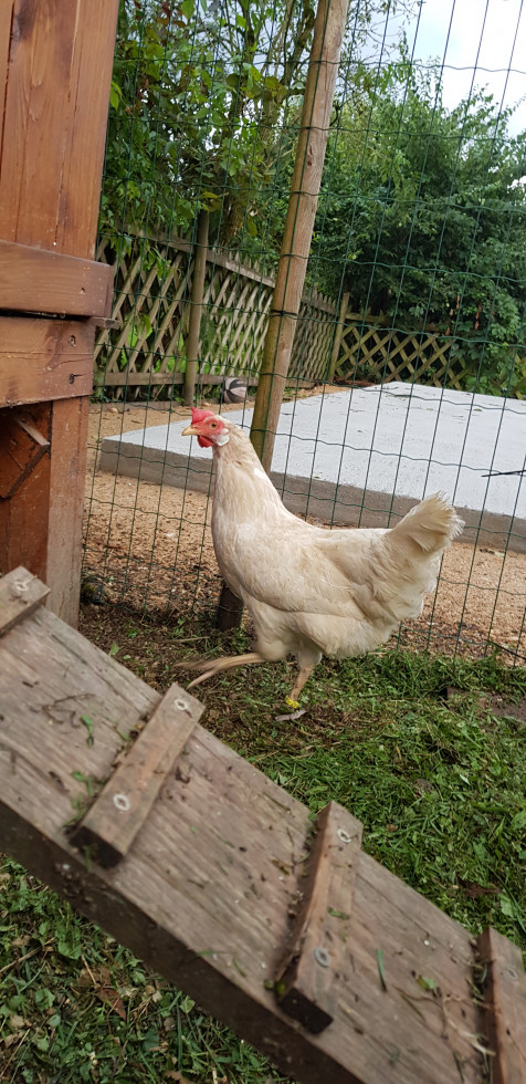 Kokoš se sprehaja po kokošnjaku