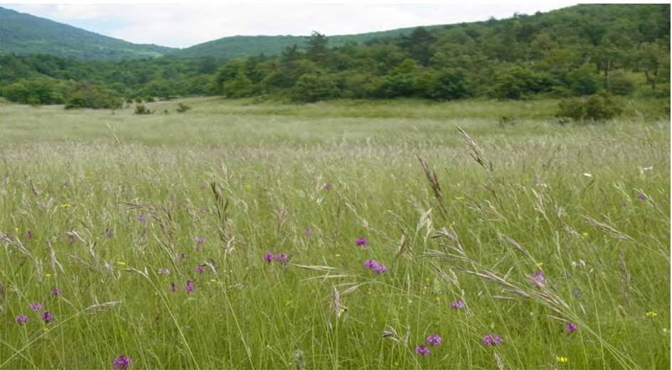 Traviščni habitat