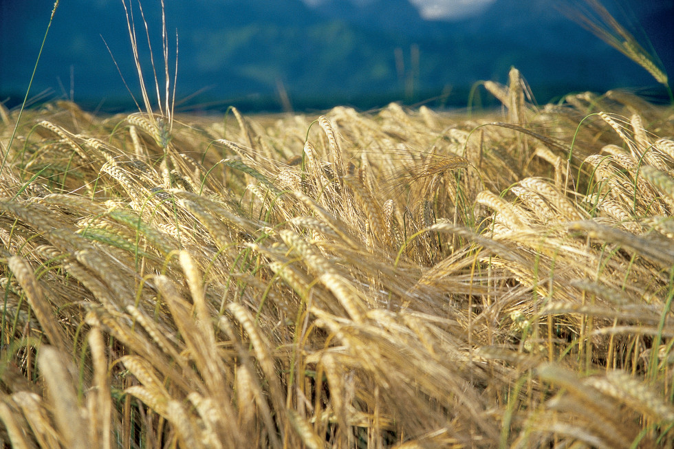 Pogled na zrelo žitno polje. 