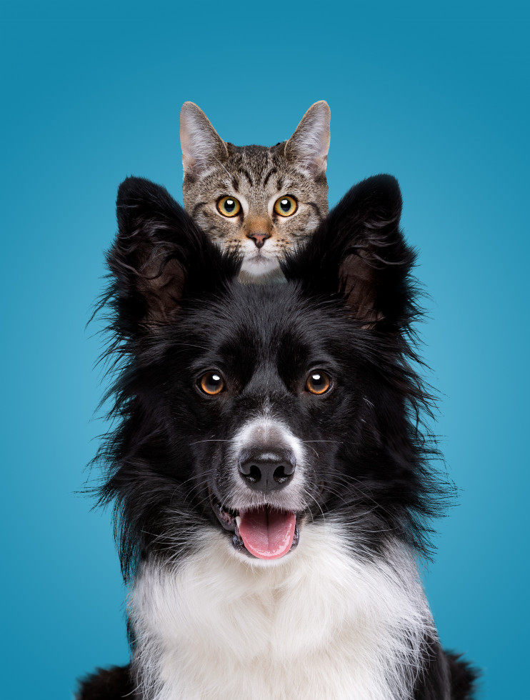 Slika psa in mačke.  