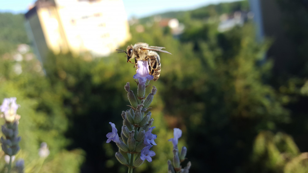 Pogled na kranjsko sivko ki pobira cvetni prah iz rože. 