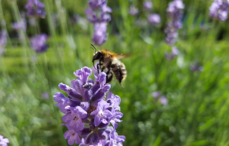 20160618 092436 (Slovenian bee - Apis mellifera carnica)