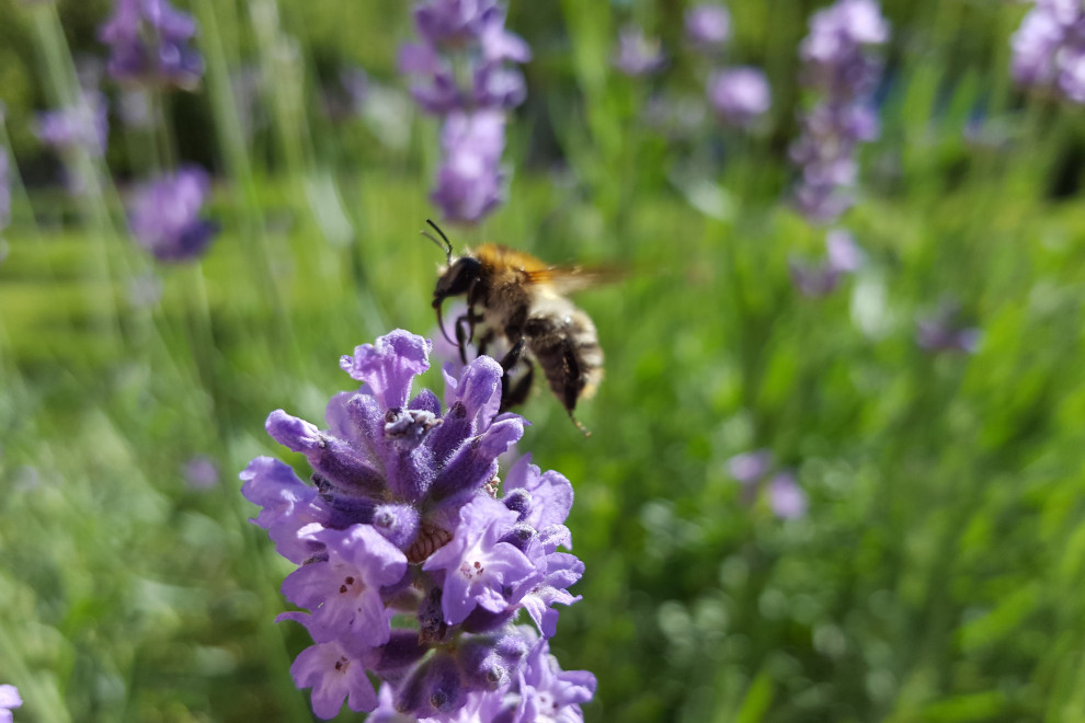 Slovenian bee - Apis mellifera carnica