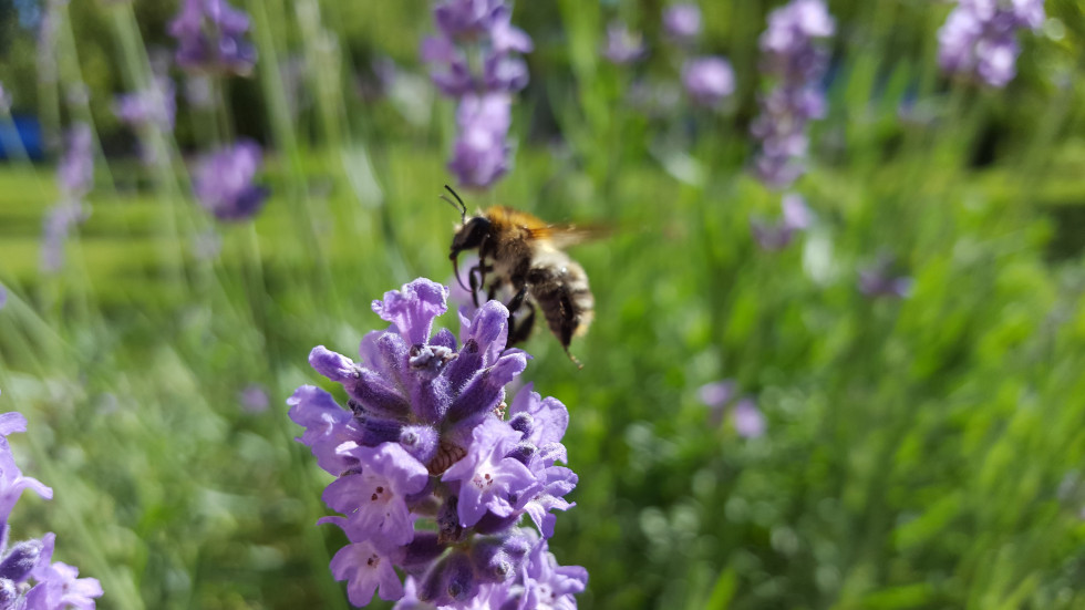 Bee landing on a flower