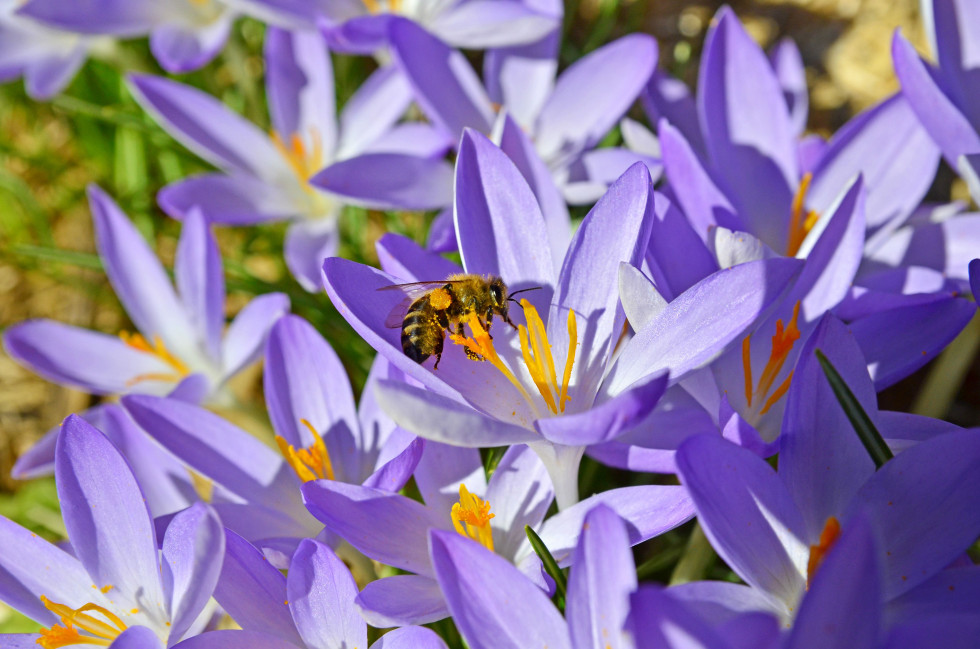 The bee is flying on the flower. 