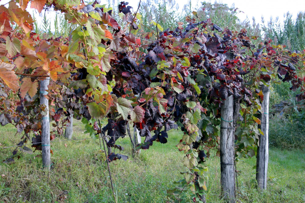 Primer zlate trsne rumenice v vinogradu