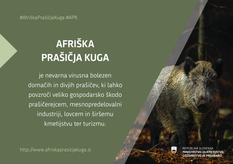 Tematska infografika o afriški prašičji kugi