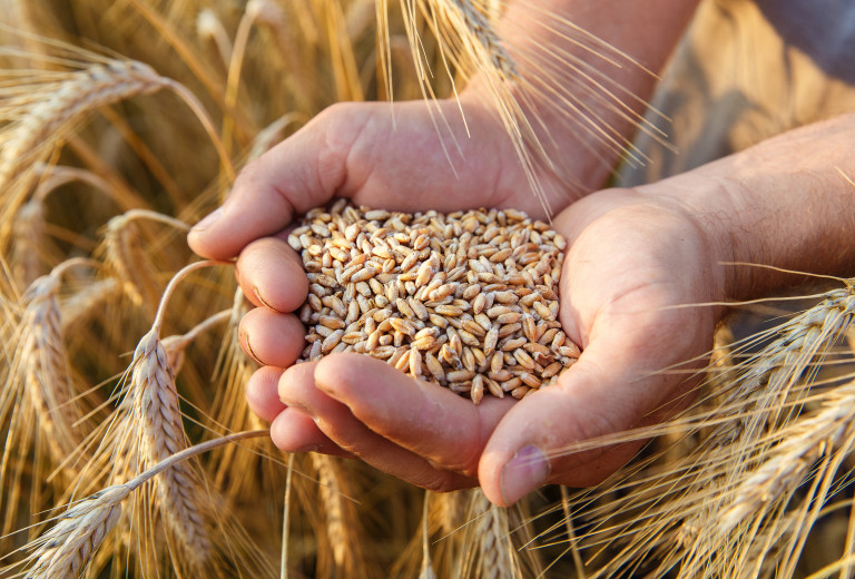 Pogovori o odkupu slovenske pšenice 