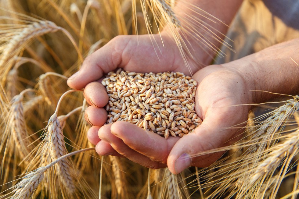 Pogled na roke s zrni pšenice. V ozadju pšenično polje