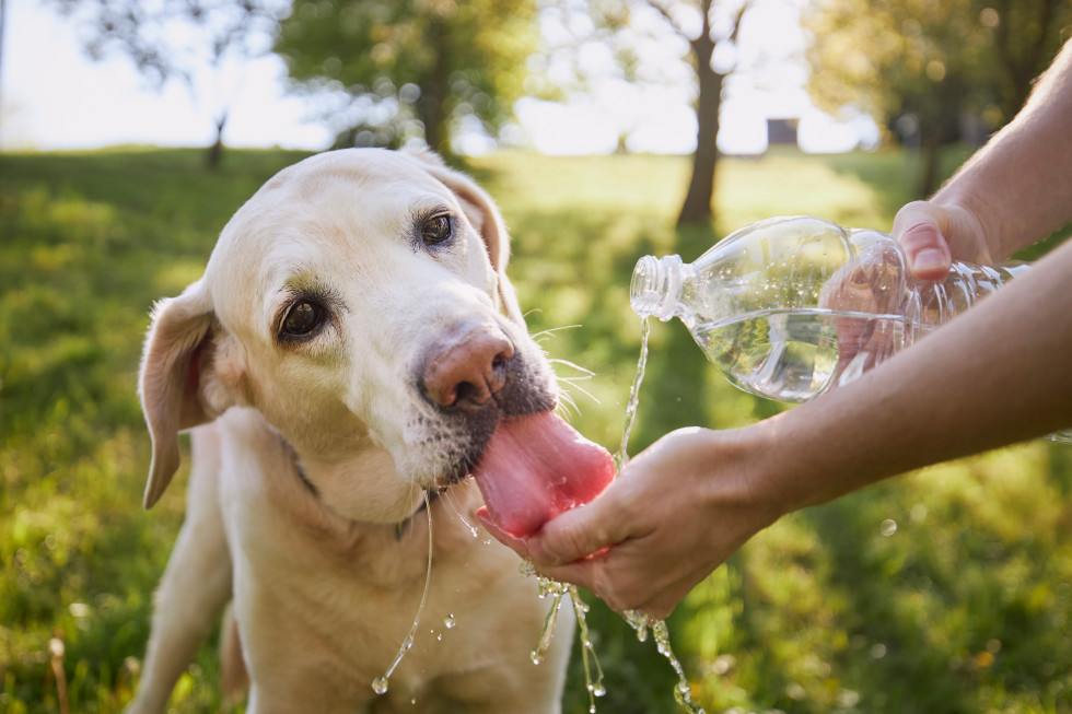 Pogled na psa, ki pije vodo iz roke lastnika. 