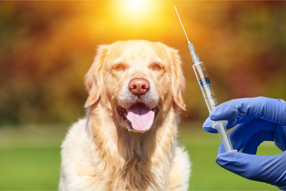 Pogled na psa in roko, ki drži v rokah iglo s cepivom. 