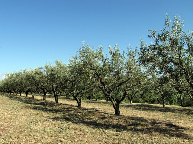 Oljčni nasad