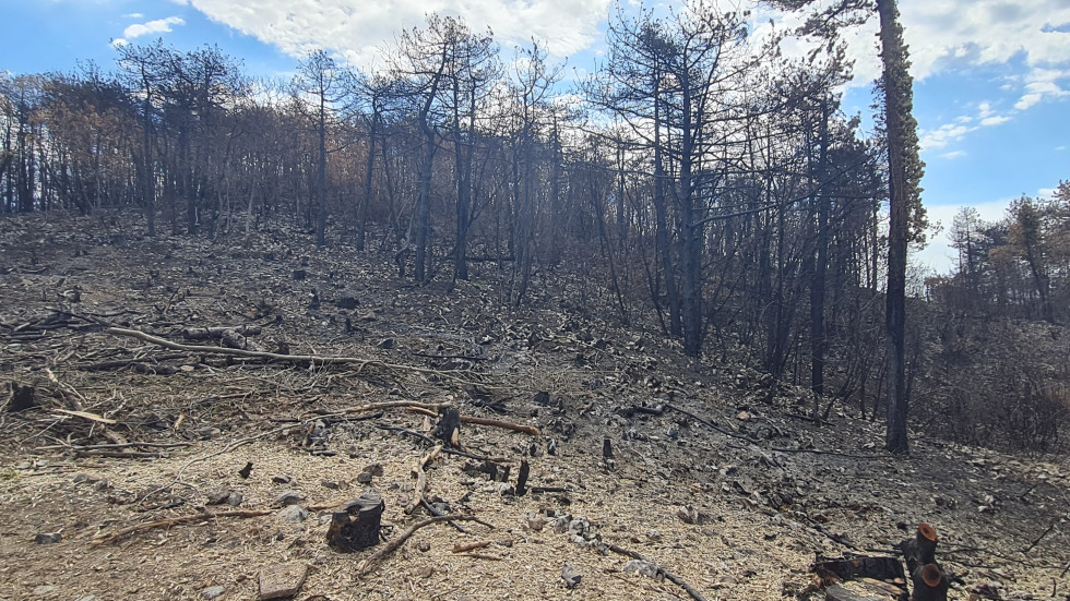 Pogled na pogorišče na Goriščem Krasu. Drevesa so zažgana. 
