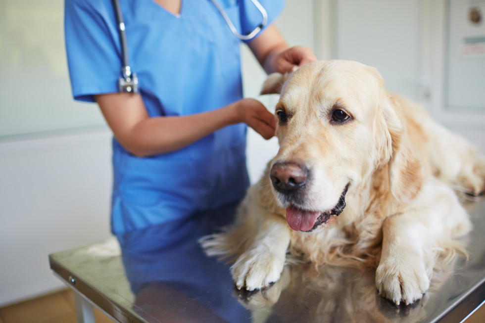 Pogled na psa, ki leži na mizi. Za njim veterinar v modri obleki s cepivom v roki. 