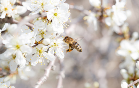 AdobeStock 319881694 (Bee on the white cherry flowers)