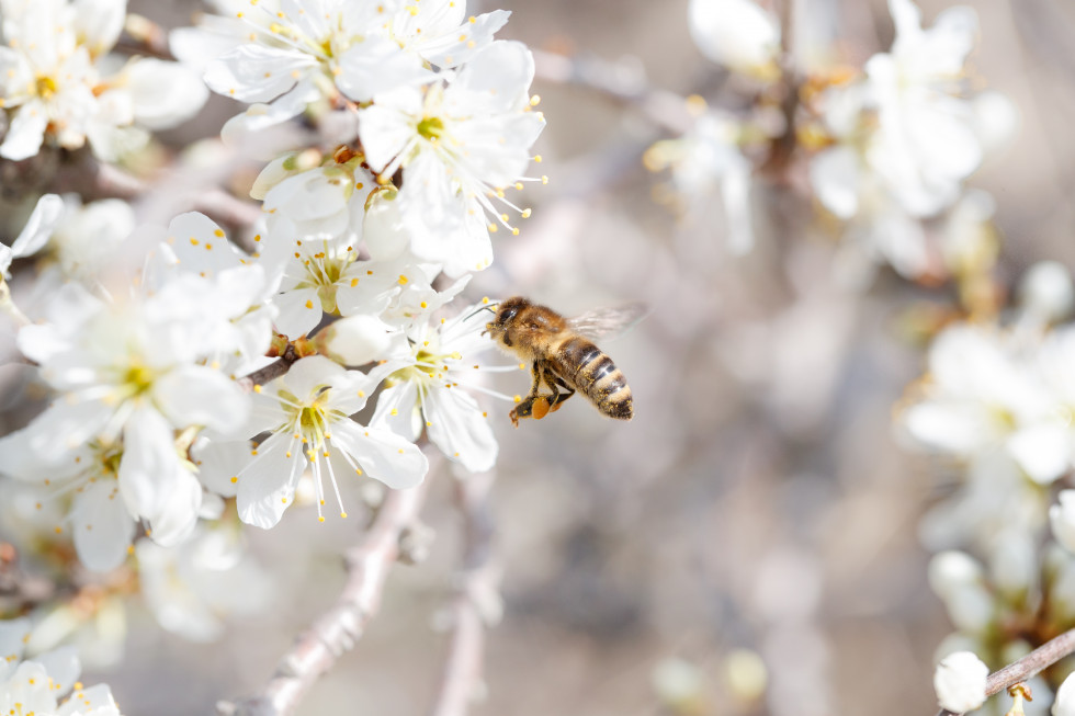 Bee on the white cherry flowers