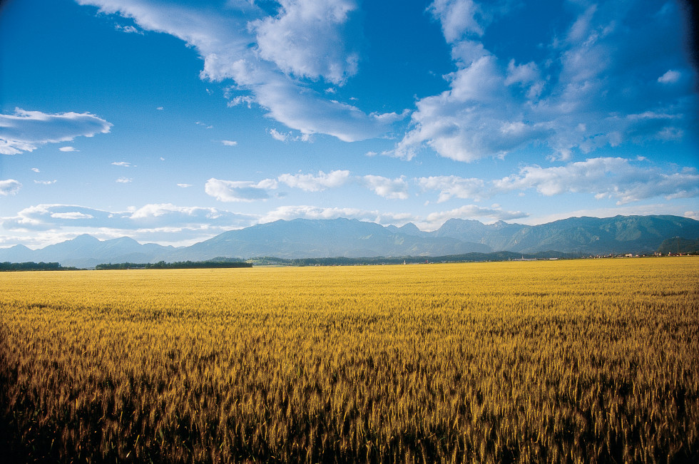 Pogled na zrelo žitno polje. V ozadju gore in modro nebo. 