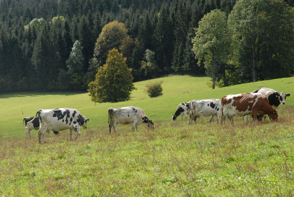 Pogled na krave, ki se pasejo na pašniku. 