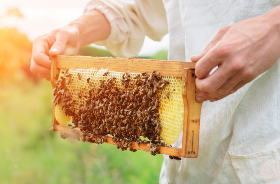 Pogled na čebelji panj poln medu in čebel. 