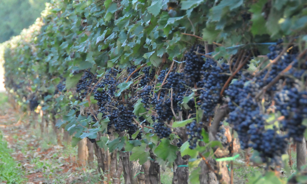 Obilna letina grozdja na vinski trti