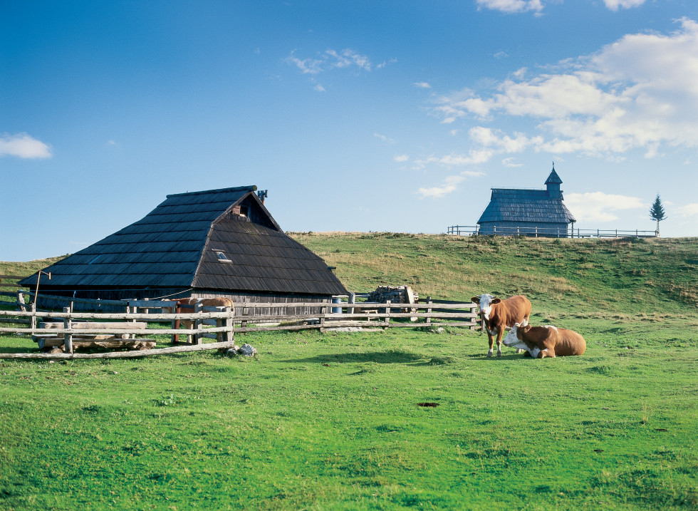 Pogled na krave, ki se pasejo na travi. V ozadju lesena koča na Veliki planini. 
