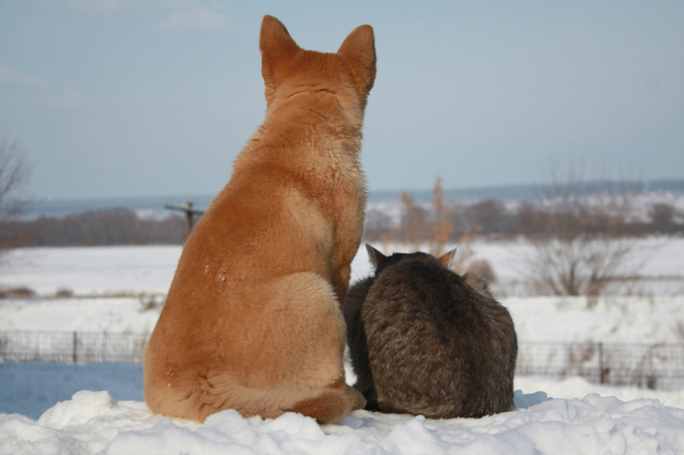Pes in mačka na snegu