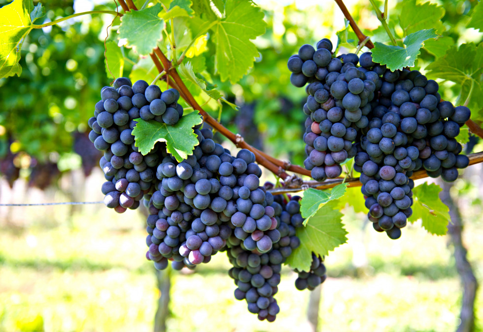 Temno grozdje v vinogradu s številnimi zelenimi listi.