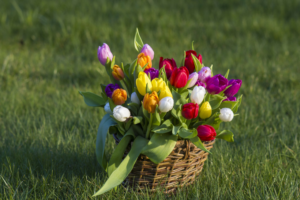 Šopek tulipanov v košari na travniku