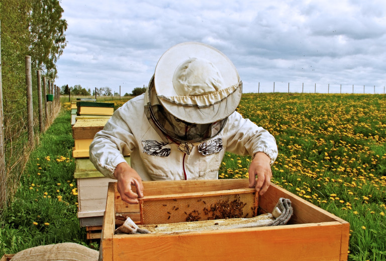 20. maj - Priložnost, da sprejmemo pobudo za rešitev čebel in ostalih opraševalcev
