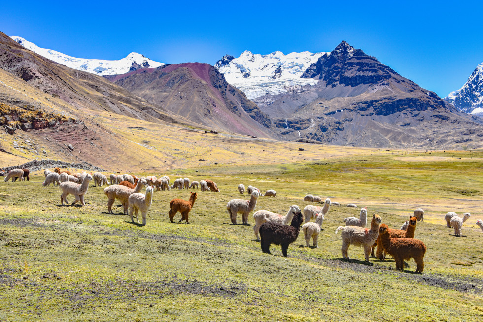 Travnata planota v gorskem svetu, kjer se pase čreda alpak in lam.
