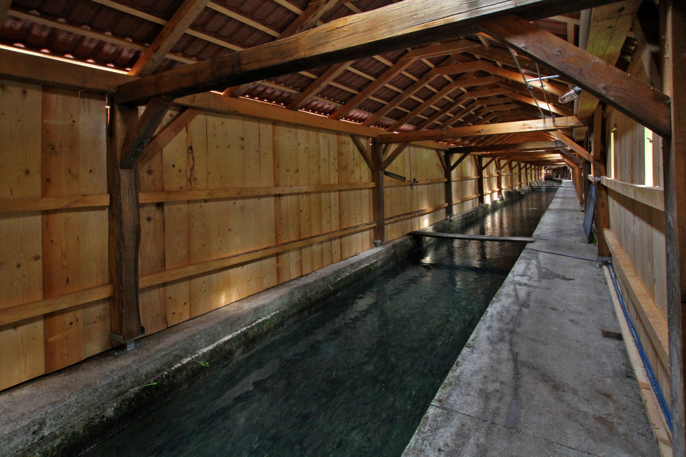 Ribogojnica